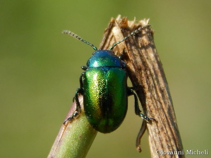 Chrysomelidae: Chrysolina cfr. herbacea